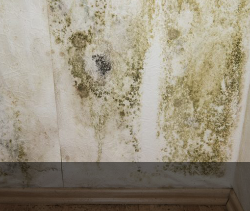 Mold/Mildew