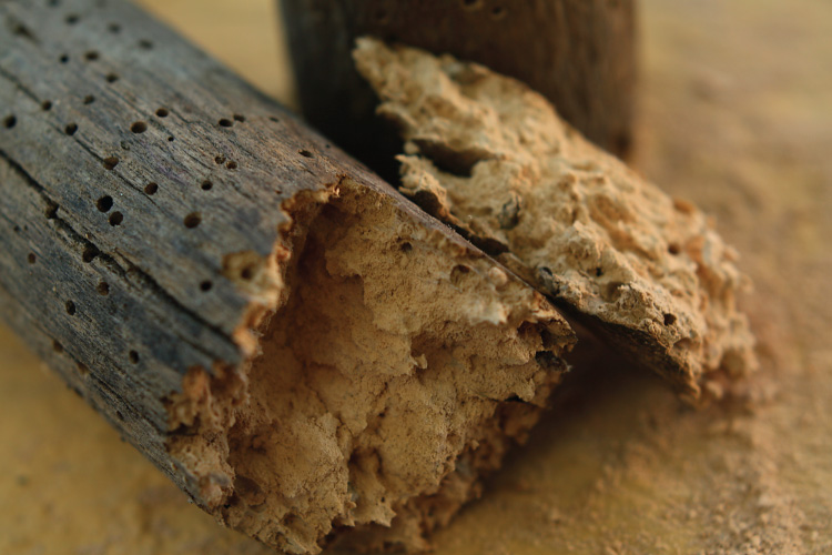 Image showing wood damaged by termites and other insects