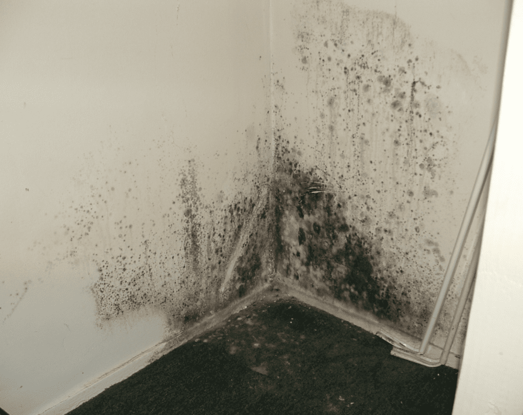 Drywall and carpet with bad mold and mildew Image of black mold and mildew forming on drywall and carpet