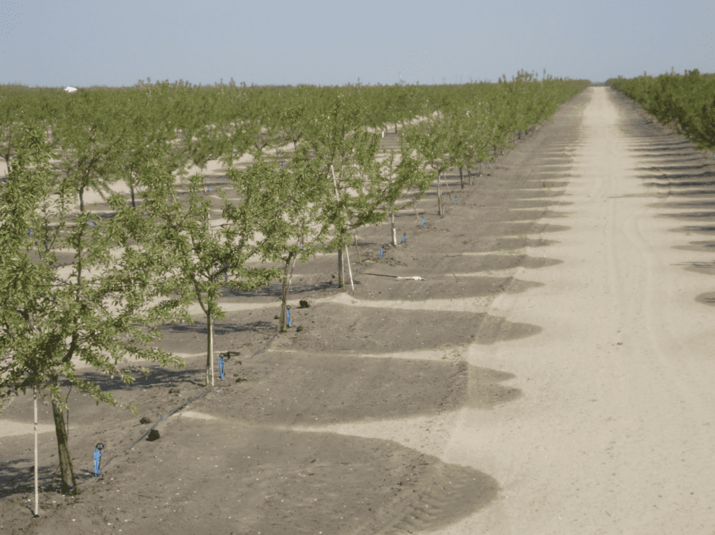 Orchard sprinkler irrigation system Garden Image showing almond orchard sprinklers in operation