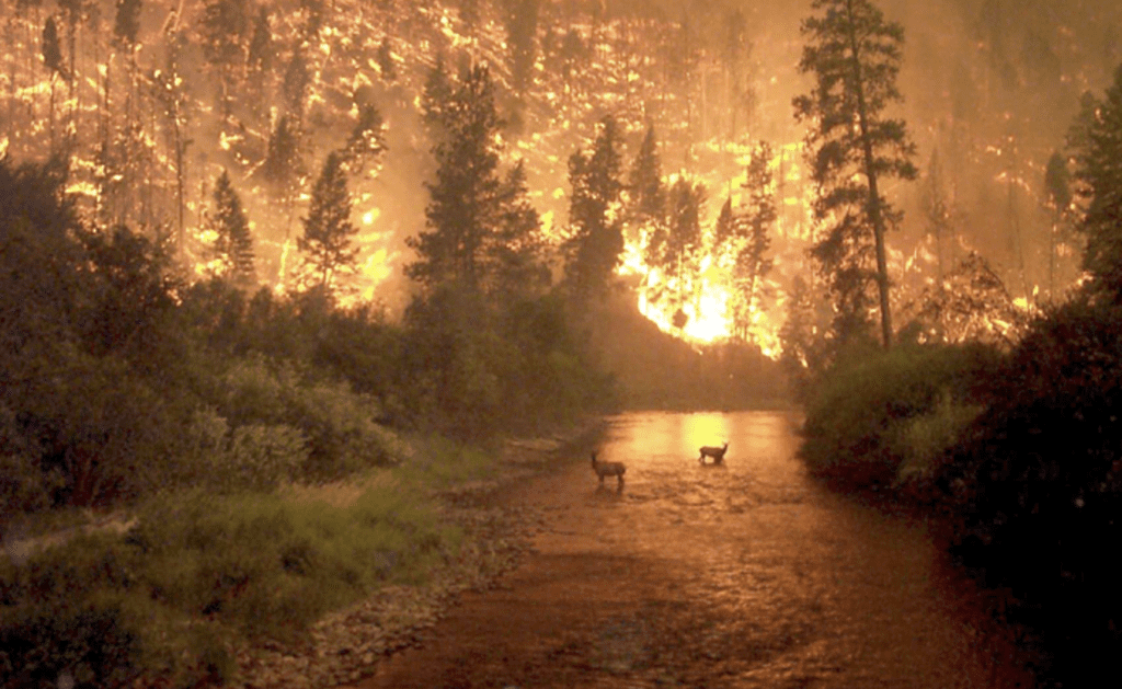 Image of wild fire at night along a river with deer in the river.