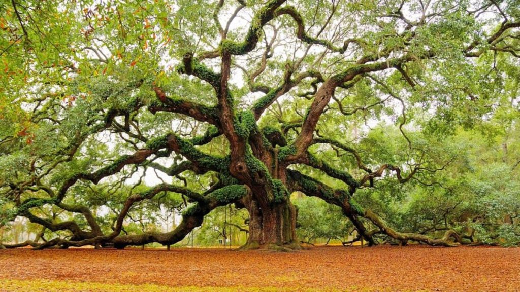 how not to kill and oak tree