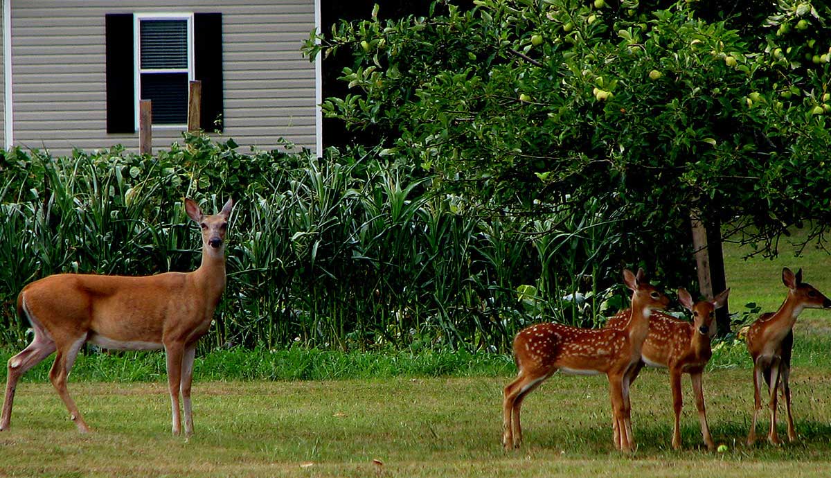 Deer Proofing Your Yard & Garden