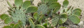 Inspection discovers that the dead cactus reported earlier has come back to life and is sporting new growth!